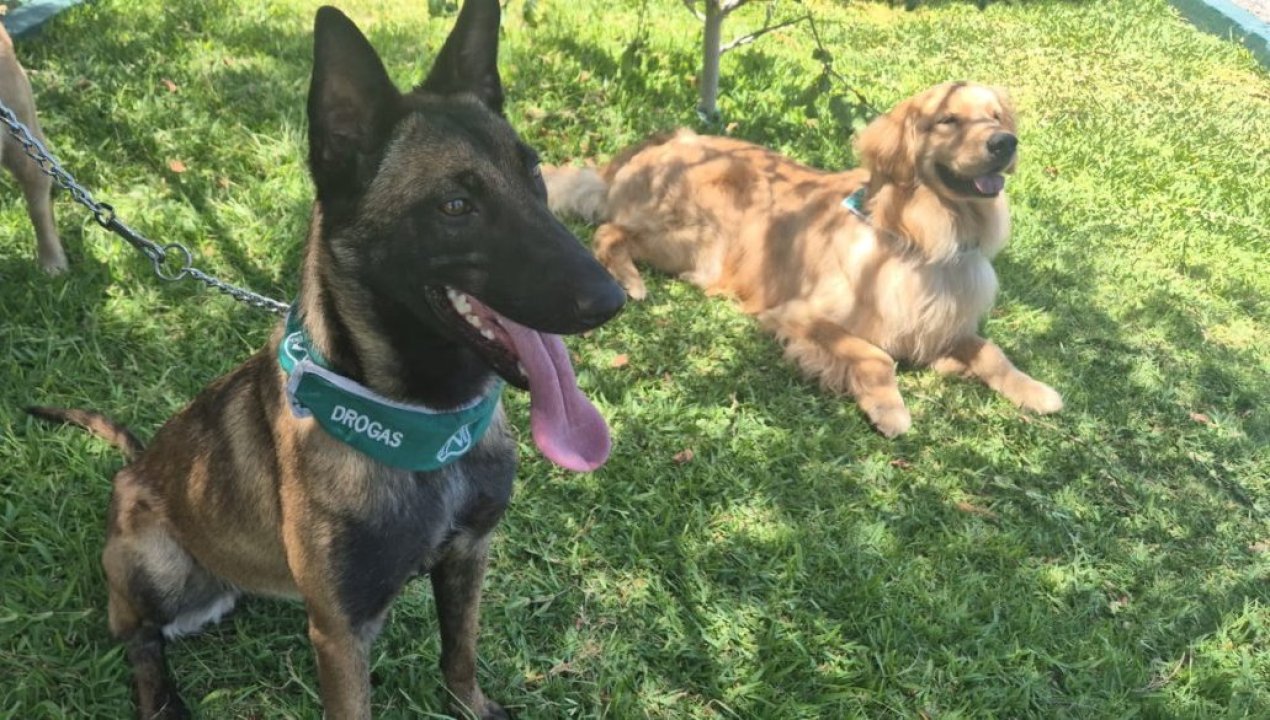 /escuela-de-adiestramiento-canino-antofagasta-desarrolla-segunda-practica