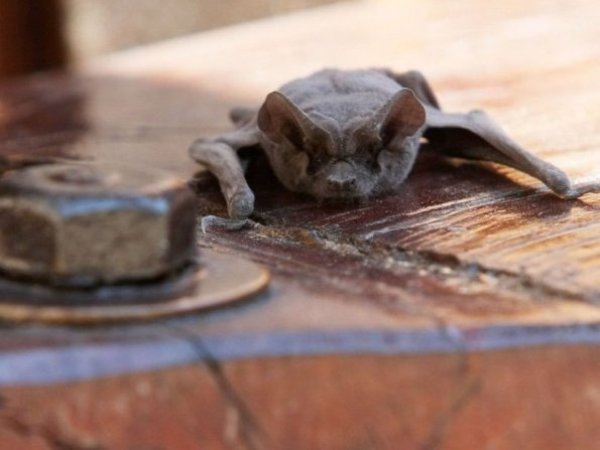 Municipalidad de Ercilla cerrará temporalmente luego de que se encontrara un murciélago que dio positivo a rabia
