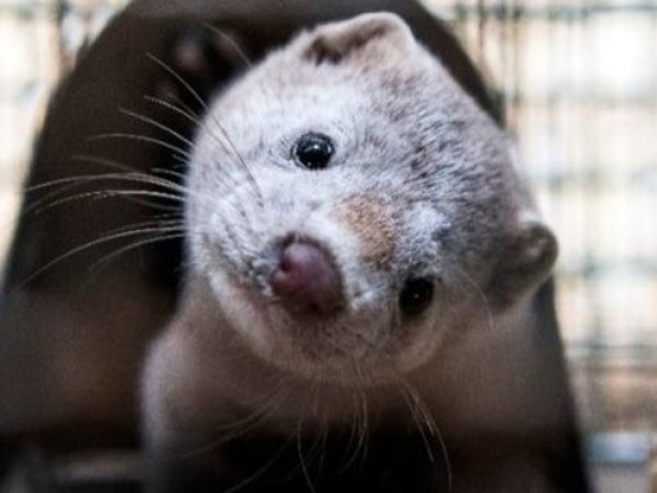 Plaga de visones: el desafío que ambiental que Chile no logra frenar