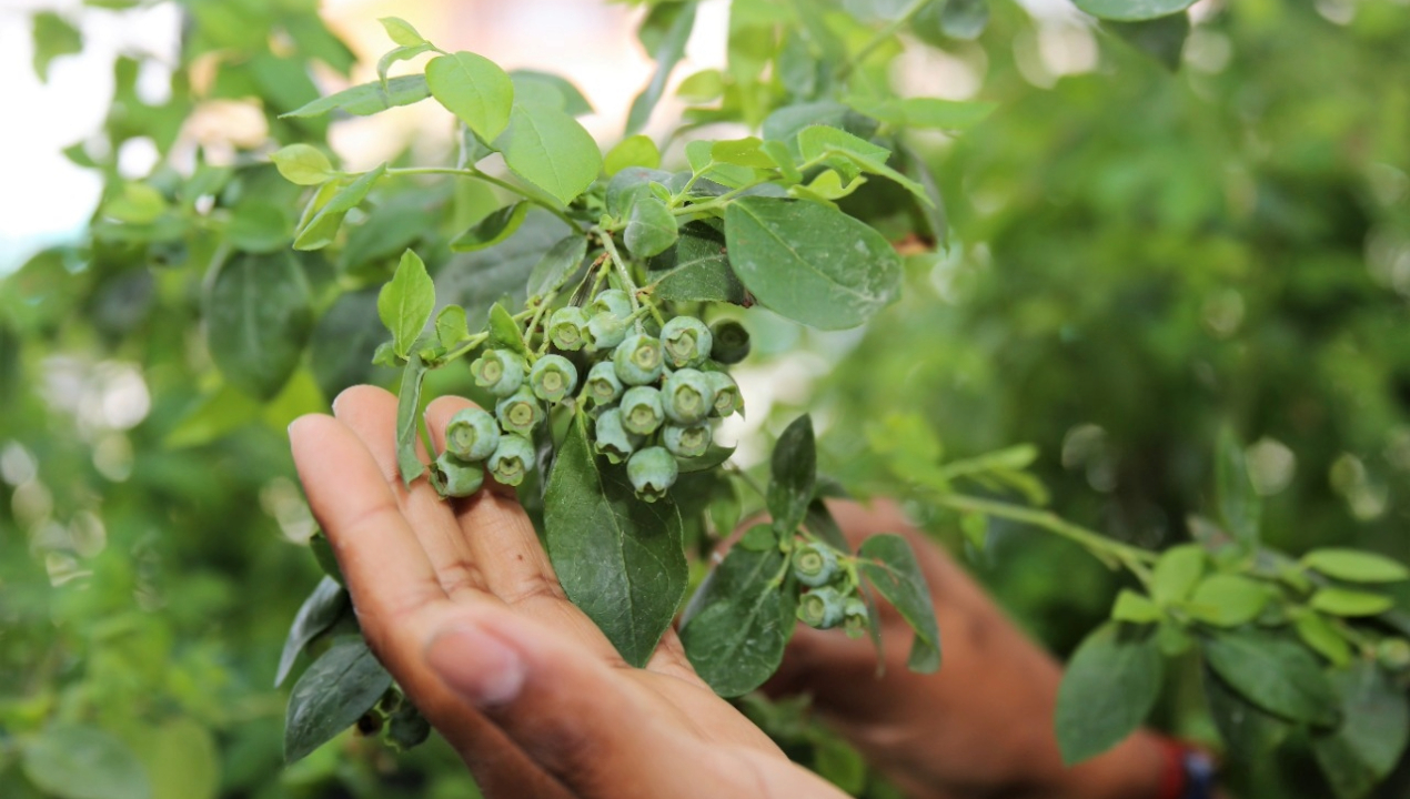 /con-exito-finalizo-proyecto-de-cultivo-de-arandanos-utilizando-microalgas