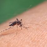 Confirman caso “importado” de dengue en Hualañé