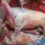 Denuncian venta de perros faenados en Antofagasta: Los harían pasar por carne de cordero